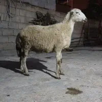 ۲عدد طوقلی ماده زیر قوچی بشرط
