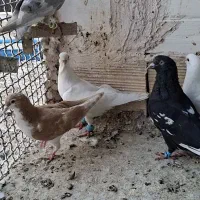 کفتر صید|پرنده|مشهد, کارمندان دوم|دیوار