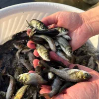 بچه‌ماهی بیگهد فیتوفاک کپور وآمور