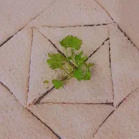 سمبوسه ابادان طعم بی نظیر ی بار امتحان کن