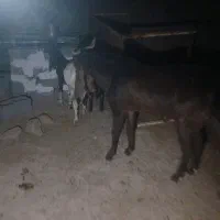 فروش نر بز افغانی یکساله