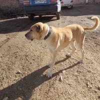 سگ گله|سگ|درمیان, |دیوار