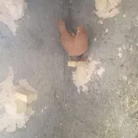 کبوتر