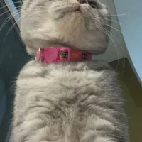 اسکاتیش فولد سیلور