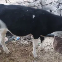 گوساله نر ۹ماهه