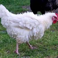 مرغ پریشان سفید،آرام زیبا ومقاوم