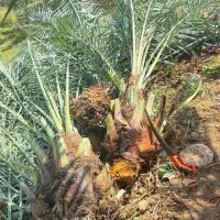 پاجوش ، دمیت خاصه