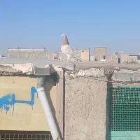 کبوتر پرشی|پرنده|الوند, |دیوار