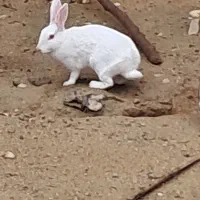 خوگوش|موش و خرگوش|سعدآباد, |دیوار