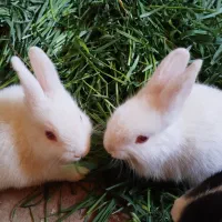 خرگوش|موش و خرگوش|یزد, |دیوار