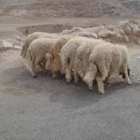 بره نر نیم گوشت