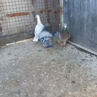 چهار تا نر قلدر و ضمانتی‌باسه‌تا‌جوجه‌