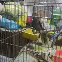 عروس هلندی با قفس|پرنده|تهران, امام زاده عبدالله|دیوار