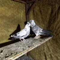 کبوتر رفتنی|حیوانات|نوشین شهر, |دیوار