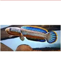 ماهیان وارداتی آرتاویل ماهی|ماهی|اردبیل, |دیوار