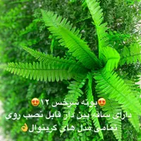 بوته تزئینی سرخس گرینوال|گل مصنوعی|تهران, نصرت|دیوار