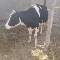 گاو شیری هلشتاین