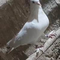 کبوتر سفید مور