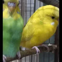 فروش مرغ عشق|پرنده|اندیشه, شهرک صدف|دیوار