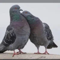30تا کفتر