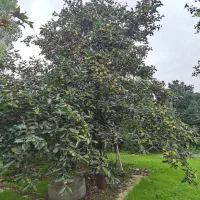 فروش خرمالو|خوردنی و آشامیدنی|زرگرشهر, |دیوار
