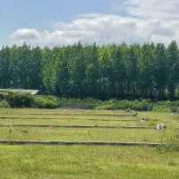 چند-قطعه-زمین-قابل-ساخت-چسب-جنگل