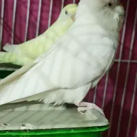 جفت مرغ عشق چشم شرابی مولد