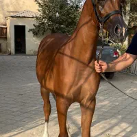 اسب دو سر وارداتی