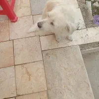 سگ سفید|سگ|آستانه اشرفیه, |دیوار