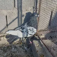 کبوتر سینه نر|پرنده|طبس, |دیوار
