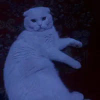 گربه برای جفت گیری