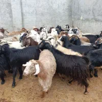 بزدرجه یک چاق پروارتمام