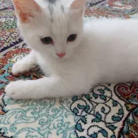 گربه