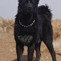 واگذاری سگ گله