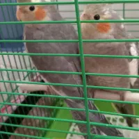 عروس هلندی ۳ماهه هردوباهم ۱۴۰۰