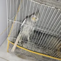 عروس هلندی ماده