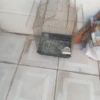 قفس عروس هلندی
