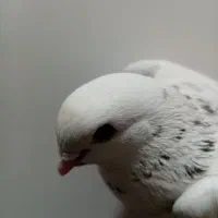 کفتر