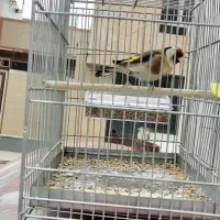 سهره