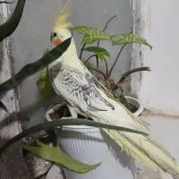 عروس هلندی