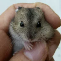 واگذاری همستر