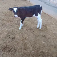 گوساله نر شیری