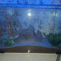 اکواریوم شیشه خم ۵۰×۳۰×۳۵|ماهی|شیراز, صنایع الکترونیک|دیوار