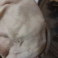 کله پاچه شیشک باسرابی|خوردنی و آشامیدنی|مسجد سلیمان, |دیوار