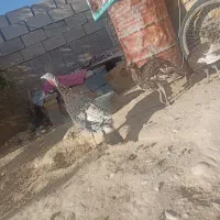 بوقلمون|حیوانات مزرعه|فسا, |دیوار