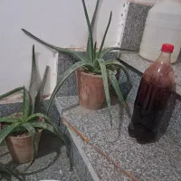 گل طبیعی آلوئه‌ورا