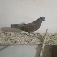 شازده و کبوتر