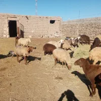 گوسفندداشتی