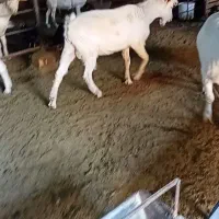 بزسانن نر۲راس اصل فرانسوی|حیوانات مزرعه|مشهد, ایثار|دیوار