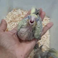جوجه عروس هلند